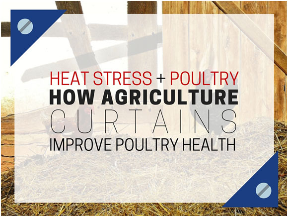 Heat-Stress-And-Poultry-How-Agriculture-Curtains-Improve-Poultry-Health